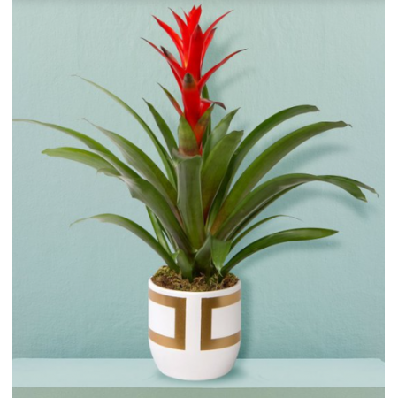 Gold kareli guzmania